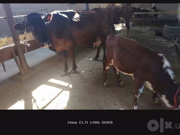 Կով, Simmental cattle