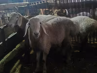 Biri-biri betina, Sheep — foto 3