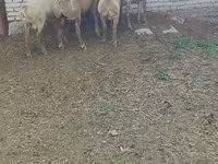 แกะตัวเมีย, Arashan sheep — รูปภาพ 6