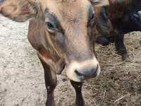วัวตัวเมีย, Swiss cattle — รูปภาพ 3