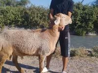 Ovan, Arashan sheep — fotografija 2