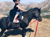 Hingst, Shetland Pony — foto 1