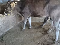 सांड, Swiss cattle — फ़ोटो 1