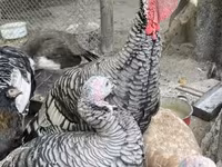 Turkeys — الصورة 1
