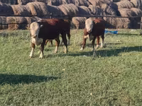 Banteng, Hereford — foto 1