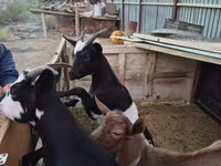 عنزة, Alpine goat — الصورة 3