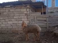 قوچ, گوسفند — عکس 3