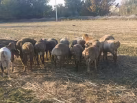 Ovan, Arashan sheep — fotografija 6