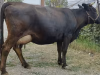 Kuh, Simmental cattle — Foto 2