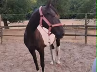კვიცი, Appaloosa — ფოტო 4