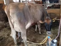 گاو ماده, Swiss cattle — عکس 6