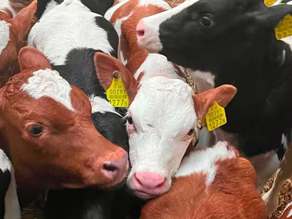 Cattle (batch, sex not specified), Simmental cattle