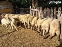 گوسفند (گروه، جنسیت مشخص نشده), گوسفند — عکس 4