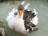 Geese — zdjęcie 2