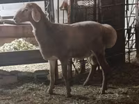 숫양, Rhon sheep — 사진 1