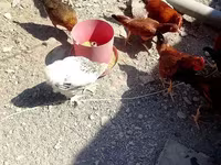 Chickens — ფოტო 5