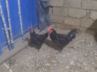 Australorp — sawirka 4