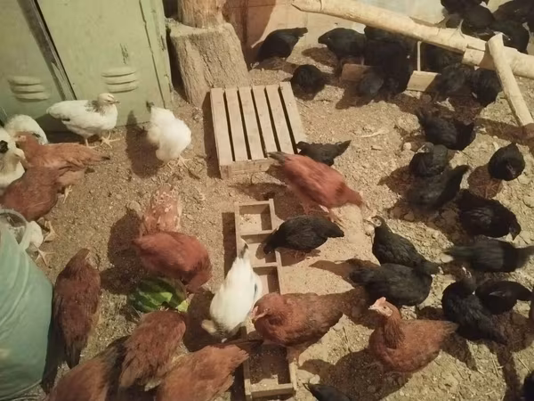 Chickens — Kyrgyzstan
