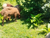 قوچ, گوسفند — عکس 3