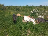 Koza, Alpine goat — fotografija 2