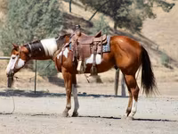 ცხენი, American paint horse — ფოტო 4