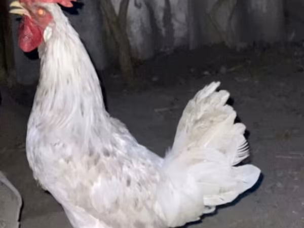 Leghorn