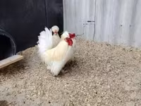 Chickens — 1-сурет