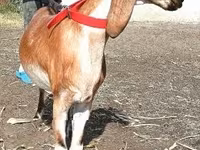 Chèvre, Nubian Goat — photo 2