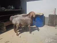 قوچ, گوسفند — عکس 5