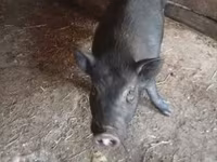 Babi hutan, Pigs — foto 1