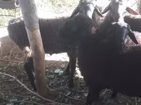 Kambing jantan, Sheep — foto 4
