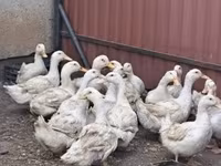 Ducks — ছবি 1