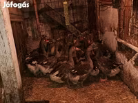 Geese — รูปภาพ 3