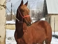 ม้าตัวผู้, Karabair horse — รูปภาพ 3