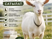 بز ماده, Saanen goat — عکس 4