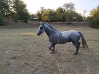 Koń, Lipizzaner — zdjęcie 1