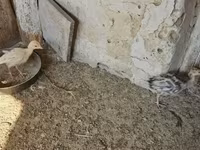 Guinea fowl — foto 3
