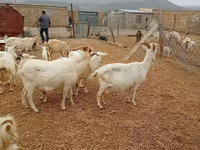 Ямаа, Saanen goat — 3 зураг