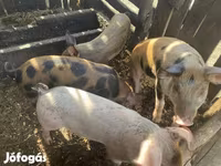 Porci (lot, sex nespecificat), Дюрок — foto 4