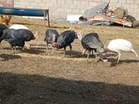 Turkeys — 사진 2