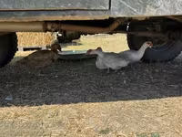Ducks — φωτογραφία 1