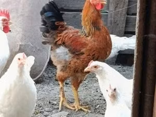 Chickens
