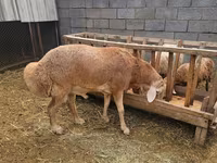 Κριός, Arashan sheep — φωτογραφία 4