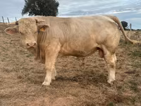Toro, Charolais cattle — foto 1