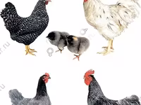 Chickens — Foto 2