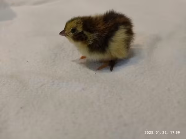 Quails