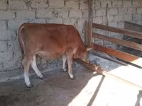 گاو نر, Simmental cattle — عکس 4