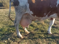 گاو ماده, Simmental cattle — عکس 2