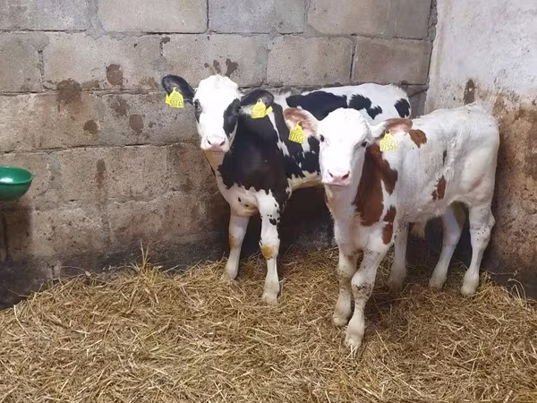 Ցուլ, Simmental cattle