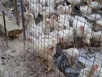 Chickens — foto 2
